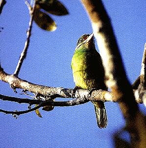 Coppersmith Barbet