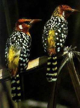 Red and Yellow Barbets