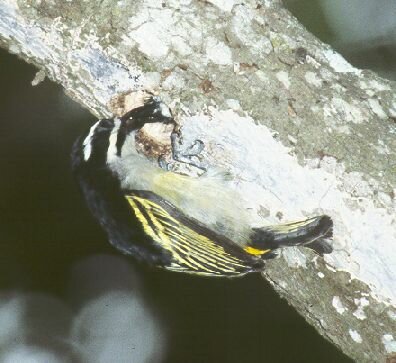 Goldenrumped Tinkerbird photo