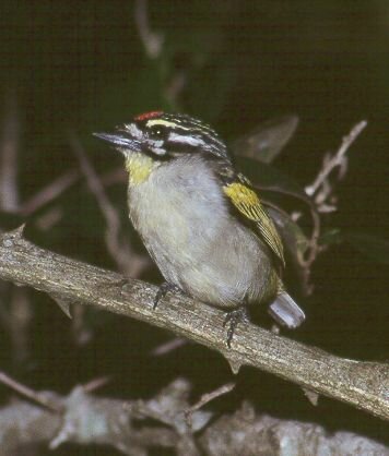 Red-fronted Tinkerbird photo