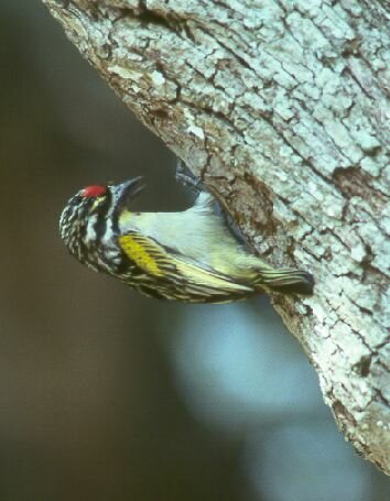 Red-fronted Tinkerbird photo