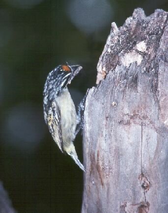 Yellowfronted Tinkerbird photo