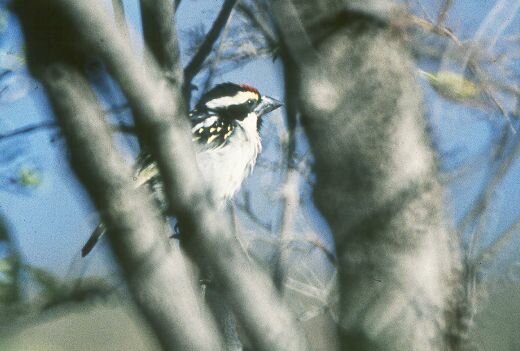 Photo of Pied Barbet