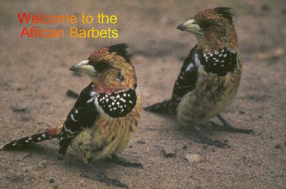 Crested Barbet photo